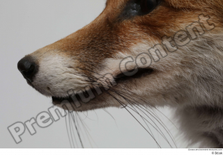 Red fox mouth nose 0004.jpg